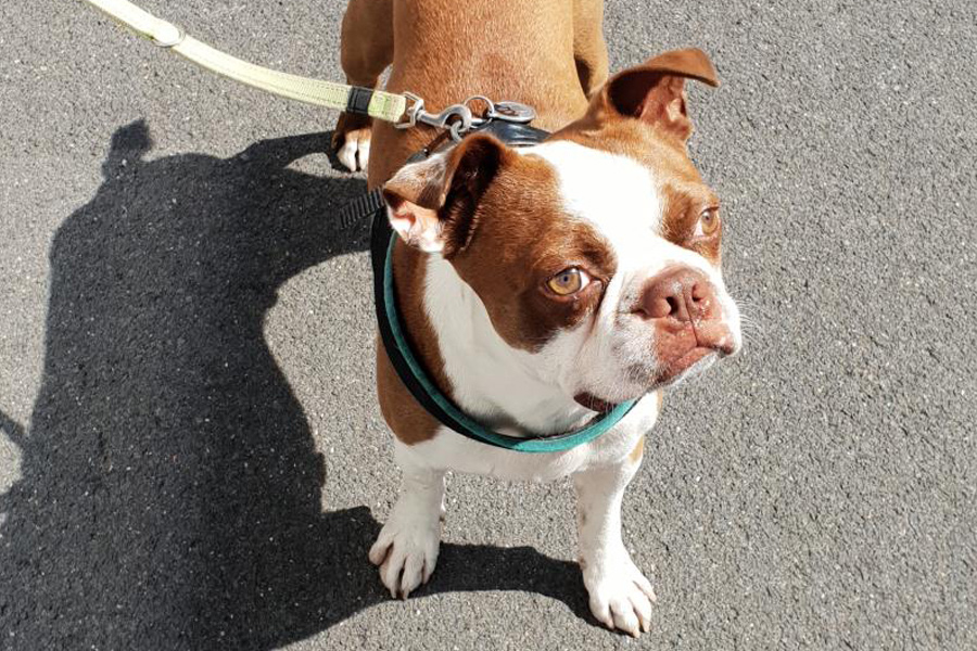 tech11 now has an Office-Dog